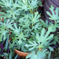 Magnolia Fig Tree, Live Plant