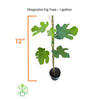 Magnolia Fig Tree, Live Plant