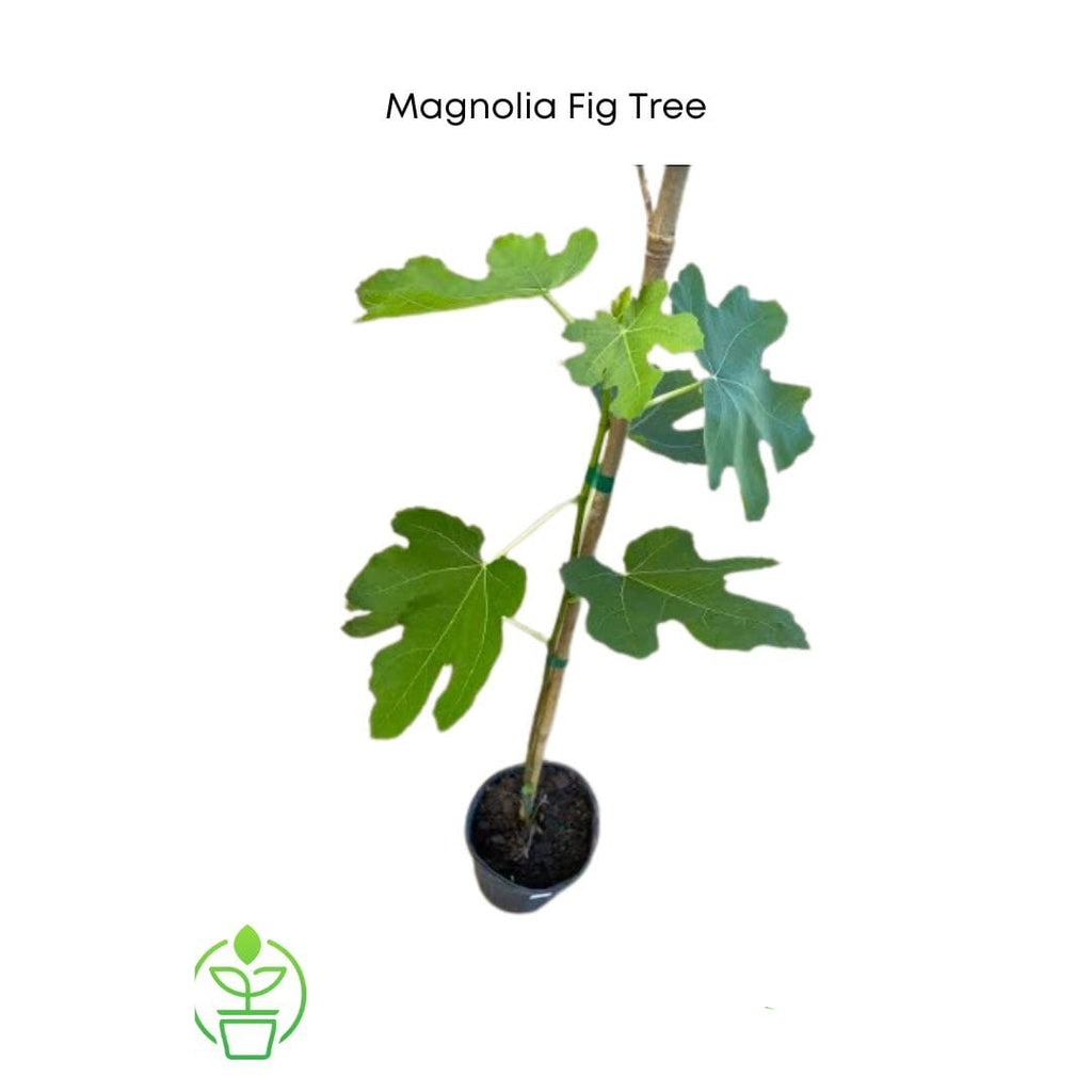 Magnolia Fig Tree, Live Plant