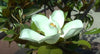 Magnolia Grandiflora 10 Seeds, Cold Hardy Southern Bull Bay Tree Fragrant Large Flowers