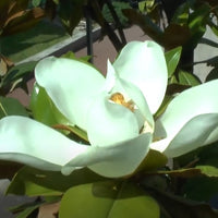 Magnolia Grandiflora 10 Seeds, Cold Hardy Southern Bull Bay Tree Fragrant Large Flowers