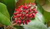 Magnolia Grandiflora 10 Seeds, Cold Hardy Southern Bull Bay Tree Fragrant Large Flowers