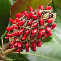 Magnolia Grandiflora 10 Seeds, Cold Hardy Southern Bull Bay Tree Fragrant Large Flowers