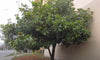 Magnolia Grandiflora 10 Seeds, Cold Hardy Southern Bull Bay Tree Fragrant Large Flowers