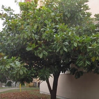 Magnolia Grandiflora 10 Seeds, Cold Hardy Southern Bull Bay Tree Fragrant Large Flowers