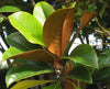 Magnolia Grandiflora 10 Seeds, Cold Hardy Southern Bull Bay Tree Fragrant Large Flowers