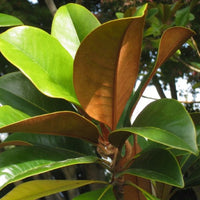 Magnolia Grandiflora 10 Seeds, Cold Hardy Southern Bull Bay Tree Fragrant Large Flowers