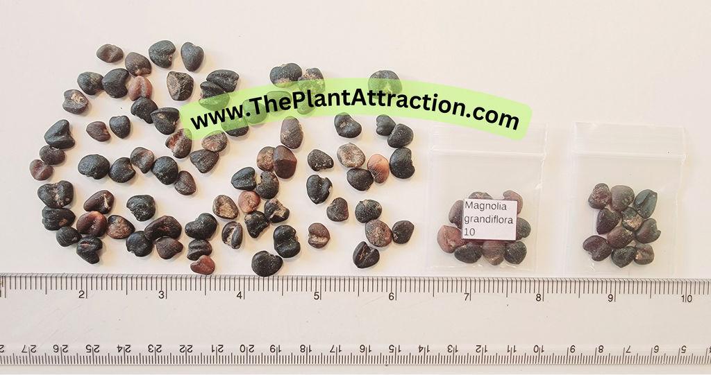 bay plant seeds Magnolia grandiflora | Southern Magnolias | Bull Bay