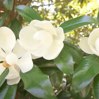 Magnolia Grandiflora 10 Seeds, Cold Hardy Southern Bull Bay Tree Fragrant Large Flowers