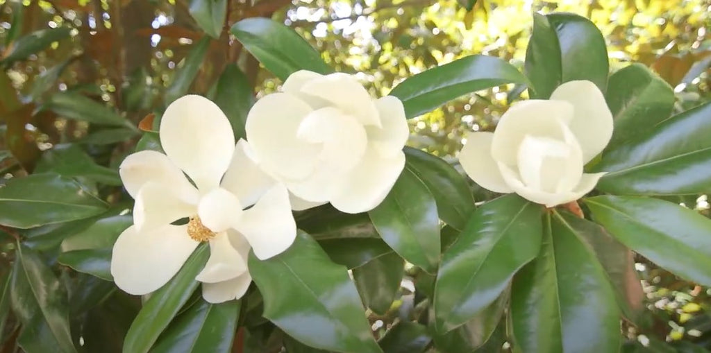 Magnolia Grandiflora 10 Seeds, Cold Hardy Southern Bull Bay Tree Fragrant Large Flowers
