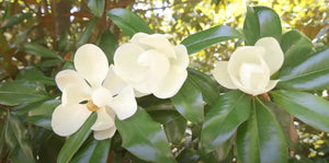 Magnolia Grandiflora 10 Seeds, Cold Hardy Southern Bull Bay Tree Fragrant Large Flowers