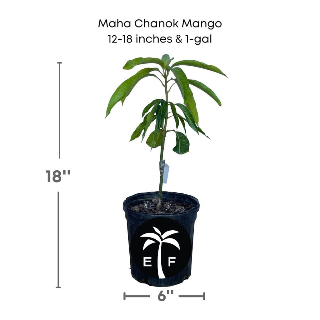 Mangifera 'Maha Chanok' (Mahachanok) Mango Fruit Tree, Grafted Live Plant