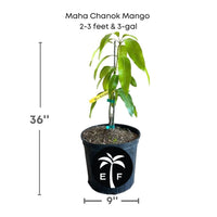 Mangifera 'Maha Chanok' (Mahachanok) Mango Fruit Tree, Grafted Live Plant