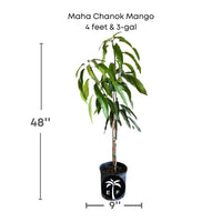 Mangifera 'Maha Chanok' (Mahachanok) Mango Fruit Tree, Grafted Live Plant