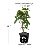 Mangifera 'Maha Chanok' (Mahachanok) Mango Fruit Tree, Grafted Live Plant