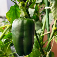 Marconi Giant Pepper Seeds, Versatile Garden Vegetables