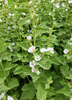 Althaea officinalis Marshmallow - Live Herb Plant