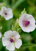 Althaea officinalis Marshmallow - Live Herb Plant