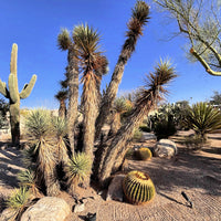 Yucca Brevifolia, Succulent Plant Joshua Tree
