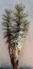 Yucca Brevifolia, Succulent Plant Joshua Tree