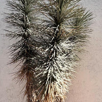 Yucca Brevifolia, Succulent Plant Joshua Tree