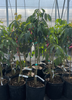 Litchi chinensis, Lychee 'Mauritius' Tropical Fruit Tree - Live Plant