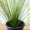 Dasylirion longissimum, Succulent Mexican Grass Tree