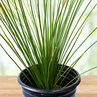 Dasylirion longissimum, Succulent Mexican Grass Tree