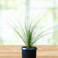 Dasylirion longissimum, Succulent Mexican Grass Tree