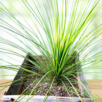 Dasylirion longissimum, Succulent Mexican Grass Tree
