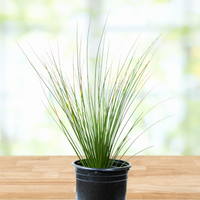Dasylirion longissimum, Succulent Mexican Grass Tree