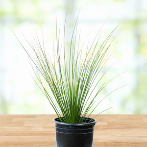 succulent grass plant Dasylirion longissimum