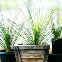 Dasylirion longissimum, Succulent Mexican Grass Tree