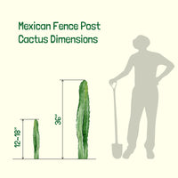 Stenocereus Marginatus, Mexican Fence Post Cactus Plant