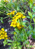 Tagetes lucida, Fragrant Mexican Tarragon Herb - Live Plant