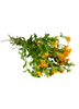 Tagetes lucida, Fragrant Mexican Tarragon Herb - Live Plant