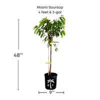 Annona muricata, Soursop Guanabana Live Seedlings Fruit Tree