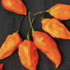 Orange Ghost Pepper Seeds, EXTREMELY Hot Garden Vegetables