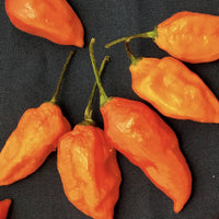 Orange Ghost Pepper Seeds, EXTREMELY Hot Garden Vegetables