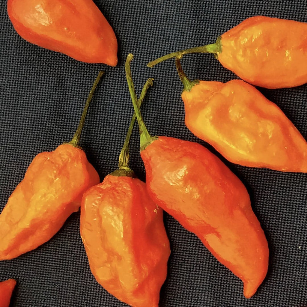 Orange Ghost Pepper Seeds, EXTREMELY Hot Garden Vegetables