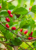 Synsepalum dulcificum, Miracle Berry Fruit Shrub - Live Plant