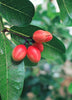 Synsepalum dulcificum, Miracle Berry Fruit Shrub - Live Plant