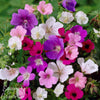 Geranium Tapestry Mix 6 Bareroots (Perennial Hardy Cranesbill)