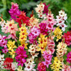 Ixia 80 Bulbs - Magic Wand Mix By Easy To Grow Bulbs
