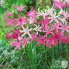 Nerine 10 Bulbs - Topsy Turvy Mix By Easy To Grow Bulbs
