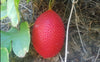 Momordica Cochinchinensis 2 Seeds, Edible Gac Fruit Vine Spiny Bitter Gourd