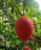 Momordica Cochinchinensis 2 Seeds, Edible Gac Fruit Vine Spiny Bitter Gourd