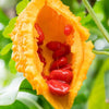 Momordica charantia Vine 10 Seeds, Balsam Pear Mini Bitter Gourds