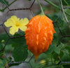 Momordica charantia Vine 10 Seeds, Balsam Pear Mini Bitter Gourds