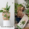 Monstrella - Plant trellis inspired by the Monstera Leaf